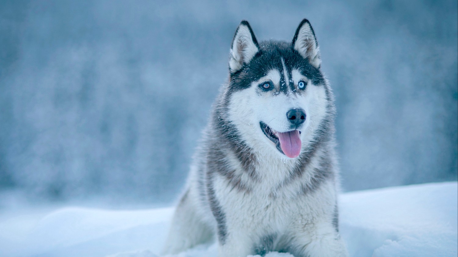 Explora Nuestro Hermoso Fondo de Pantalla de Husky Siberiano