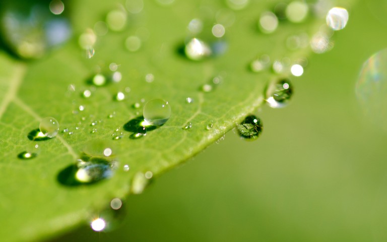 Explore the Beauty of Dew on Green Leaves