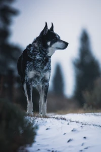 Découvrez Notre Magnifique Fond d'Écran de Husky Sibérien