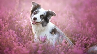 Beautiful Australian Shepherd Surrounded by Flowers