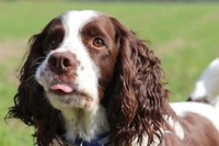 Téléchargez un Superbe Fond d'Écran de Spaniel Printanier