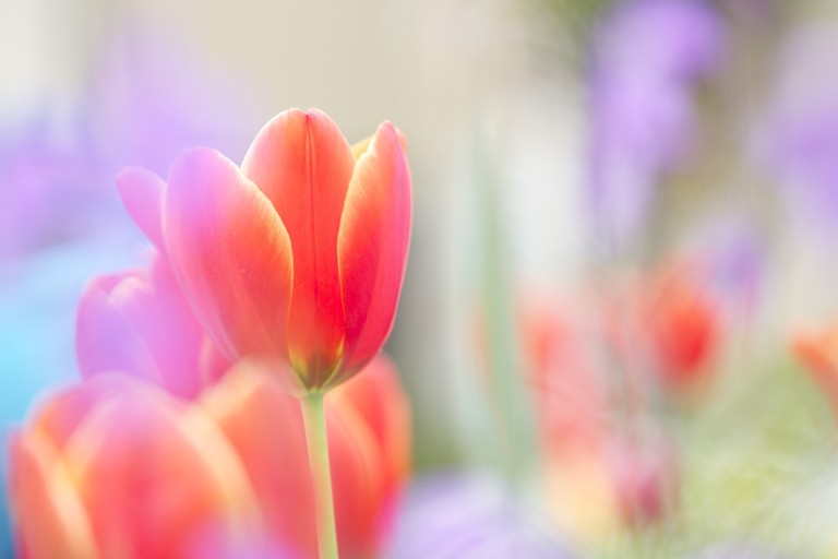 Beautiful Pink Tulip Close-Up Wallpaper