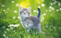 Explore Our Adorable Tabby Kitten Wallpaper