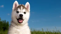 Explora la Dulzura de los Cachorros de Husky Siberiano