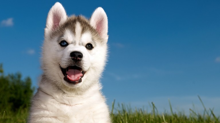 Explore the Cuteness of Siberian Husky Puppies