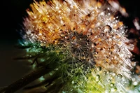 Breathtaking Macro Dandelion Flowers Wallpaper