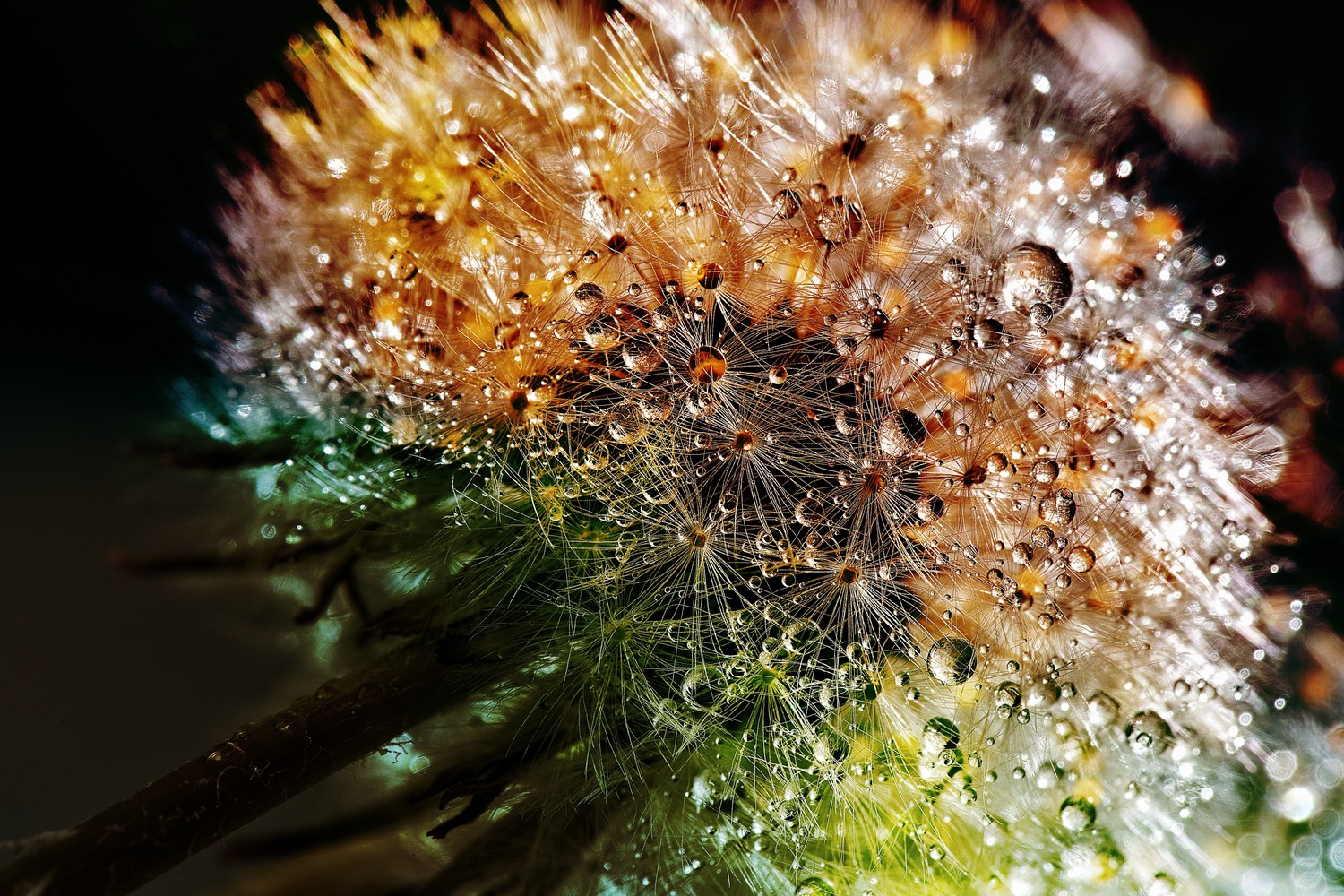 Breathtaking Macro Dandelion Flowers Wallpaper