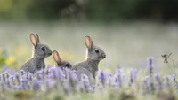 Lapins Éblouissants Parmi des Fleurs Violettes