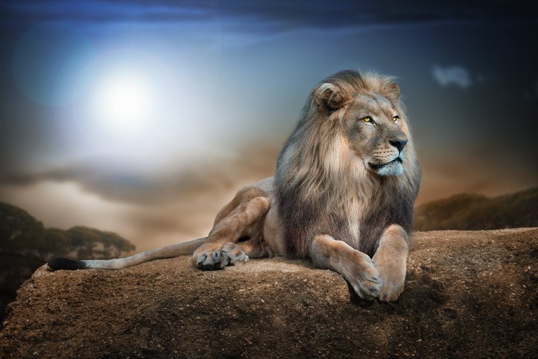 Download Majestic African Lion Wallpaper in High Resolution