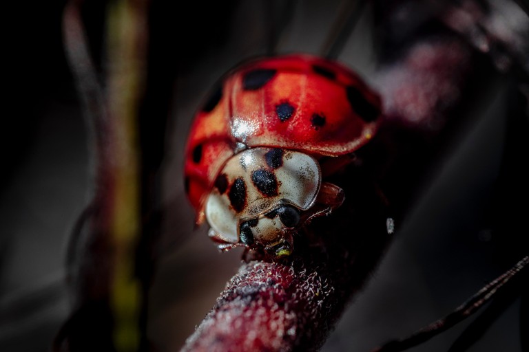 Download This Incredible Close-Up of a Red Beetle