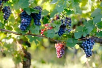 Magnifique fonds d'écran de vignes à raisins pour votre appareil