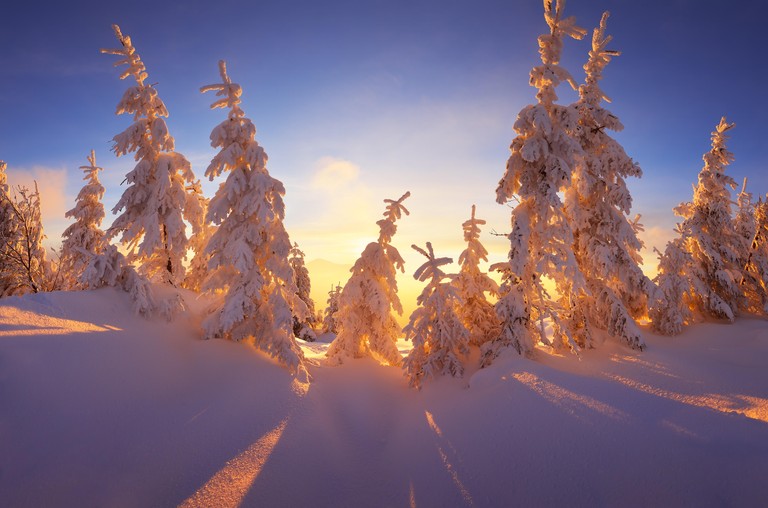 Breathtaking Winter Morning: Snow-Covered Pine Trees at Sunrise