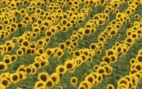 Descarga impresionante fondo de girasoles