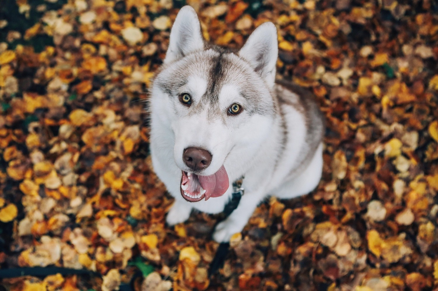 Adorable Siberian Husky Among Autumn Leaves