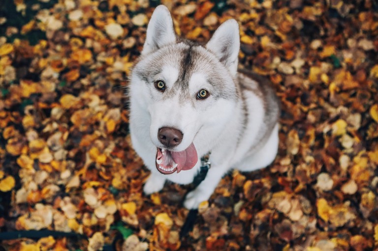 Adorable Siberian Husky Among Autumn Leaves