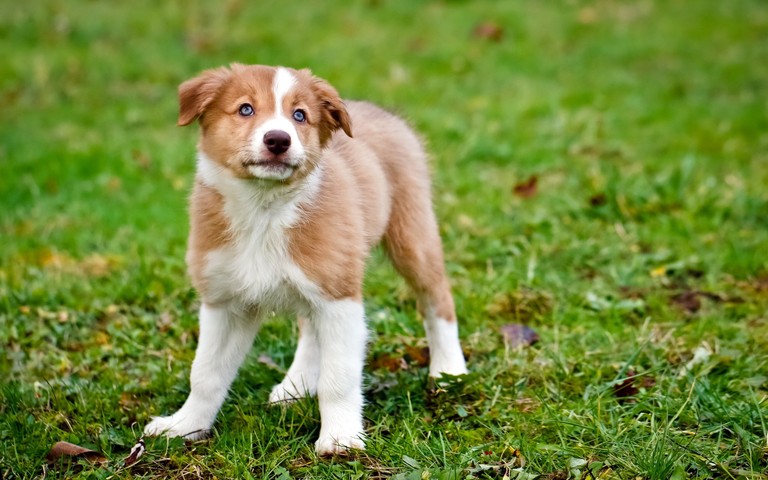 Charming Australian Shepherd Puppy Wallpaper