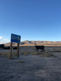 Explora los Impresionantes Paisajes de Death Valley