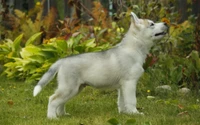 Superbe Image de Fond d'Écran de Chiot Husky Siberien pour les Amoureux des Chiens