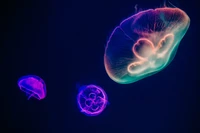 Download Gorgeous Jellyfish Wallpaper in 5K Resolution