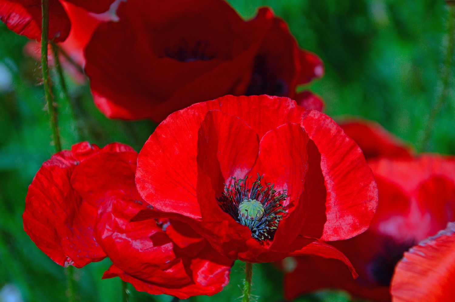 Download Your Stunning Red Poppy Wallpaper