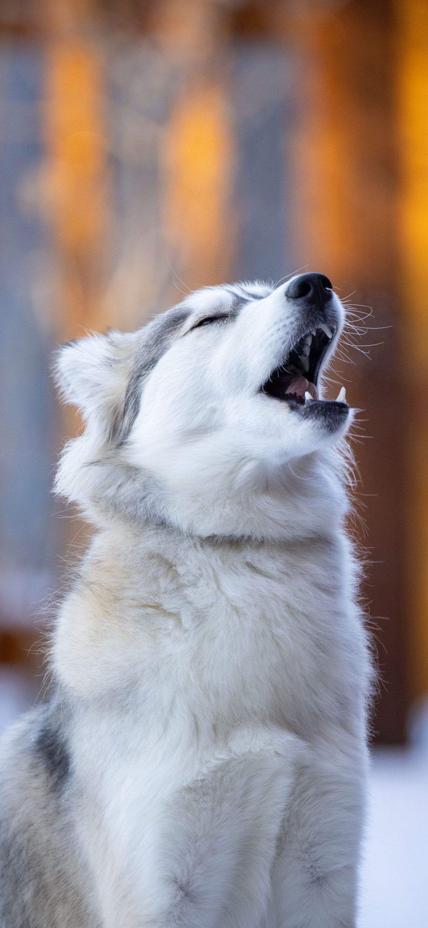 Superbe fond d'écran de Husky de Sakhalin