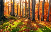 Explore the Vibrant Colors of Autumn in This Woodland Wallpaper