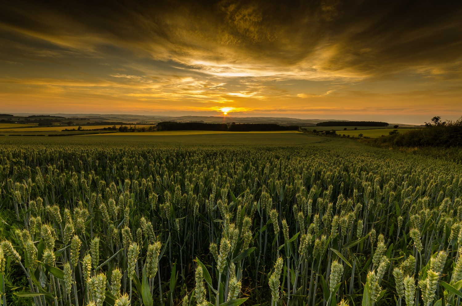 Explore the Stunning Sunrise Over Scottish Fields