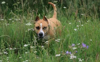 Descarga Fondo de Pantalla Adorable de Staffordshire Bull Terrier