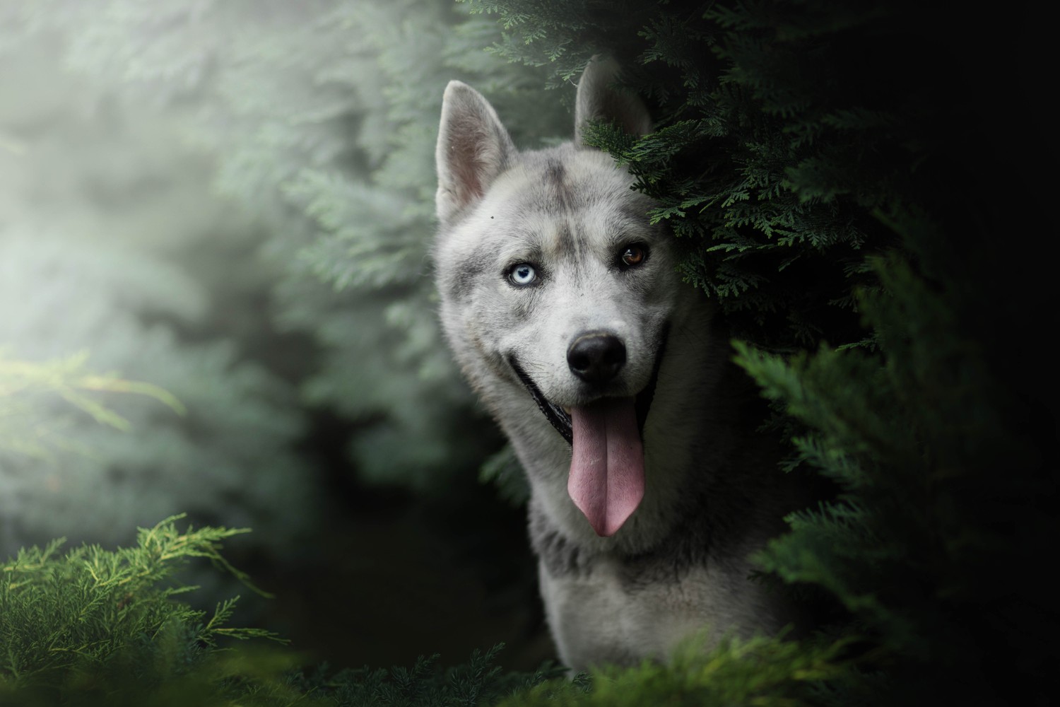 Beau Siberian Husky dans la Nature