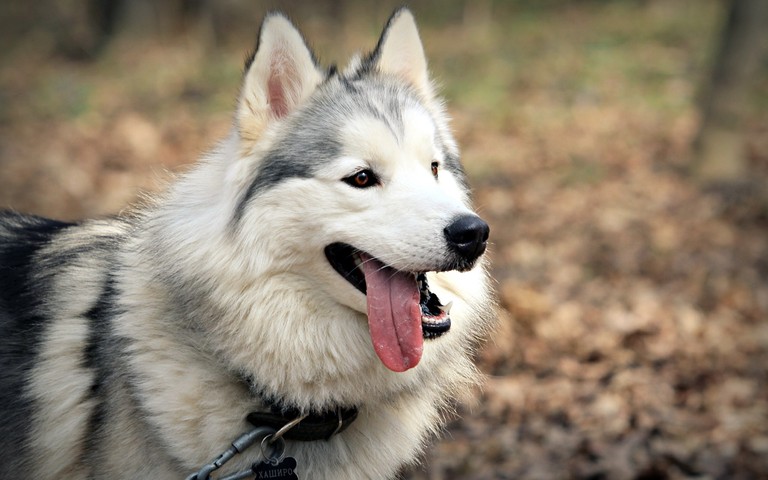 Download Beautiful Tamaskan Dog Wallpaper