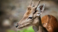 Découvrez Notre Magnifique Fond d'Écran de Cerf Rouge