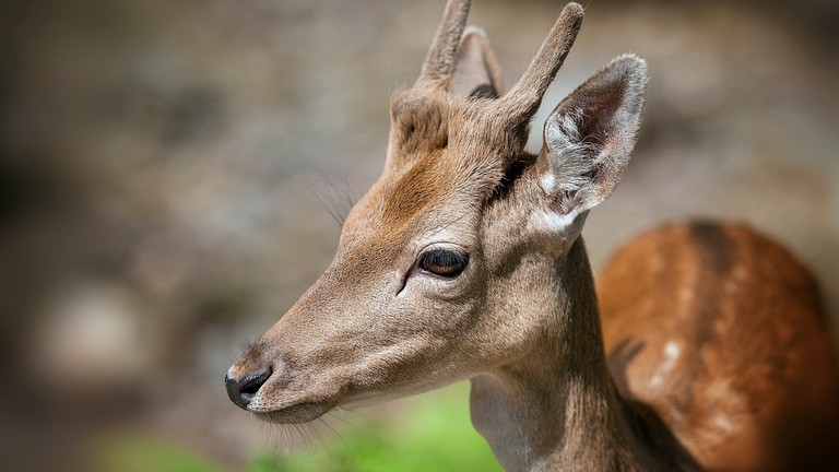 Explore Our Beautiful Red Deer Wallpaper