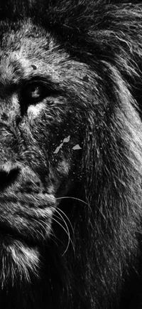 Fondo de Pantalla de la Cara de un León en Blanco y Negro