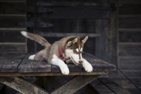 Wallpaper Adorable de Cachorro Husky Siberiano