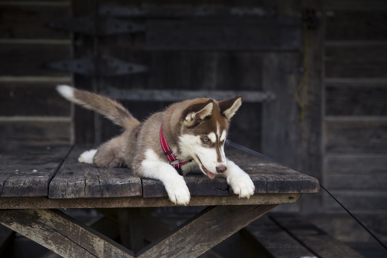 Adorable Siberian Husky Puppy Wallpaper