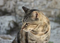 Magnifique Fond d'Écran de Portrait de Chat Tigré