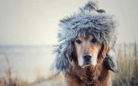 Fondo de pantalla de golden retriever con gorro de invierno