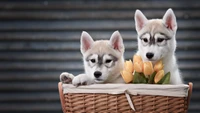 Téléchargez l'Adorable Fond d'Écran de Chiots Husky Sibérien