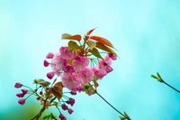 Fondo de pantalla de vibrantes flores de bugambilia rosas