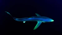 Plongez avec Notre Fond d'Écran de Requin Bleu