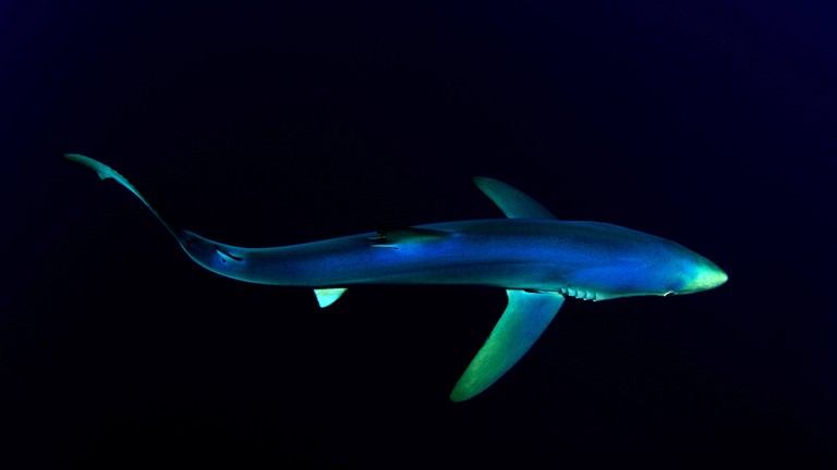 Dive Deep with Our Blue Shark Wallpaper