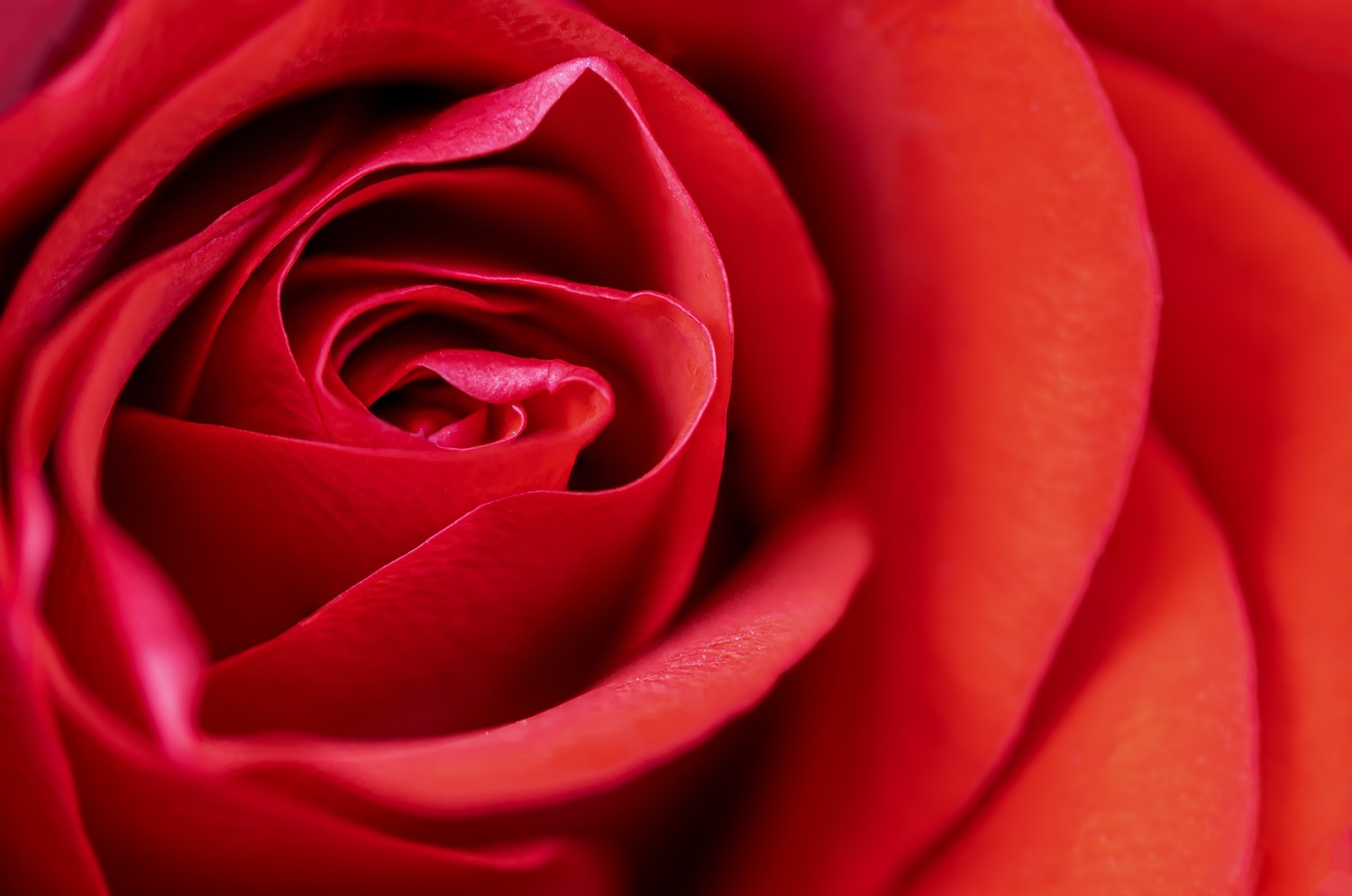 Beautiful Macro Close-Up of a Red Rose Bloom