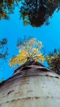 Descargar Hermoso Fondo de Árbol de Larice en Otoño