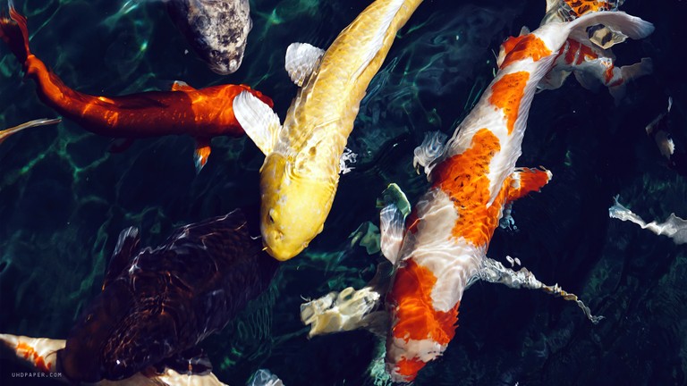 Beautiful Koi Fish Swimming in Clear Waters