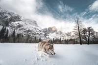 Descarga hermoso fondo de pantalla de Husky Siberiano en invierno