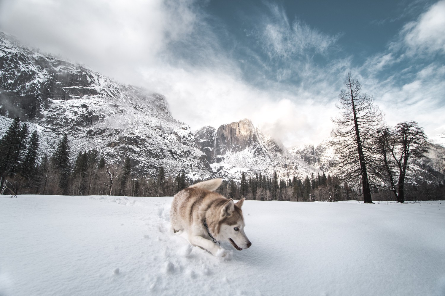 Download Gorgeous Siberian Husky Winter Wallpaper