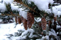 Magnifique Fond d'Écran de Pin d'Hiver pour Votre Appareil