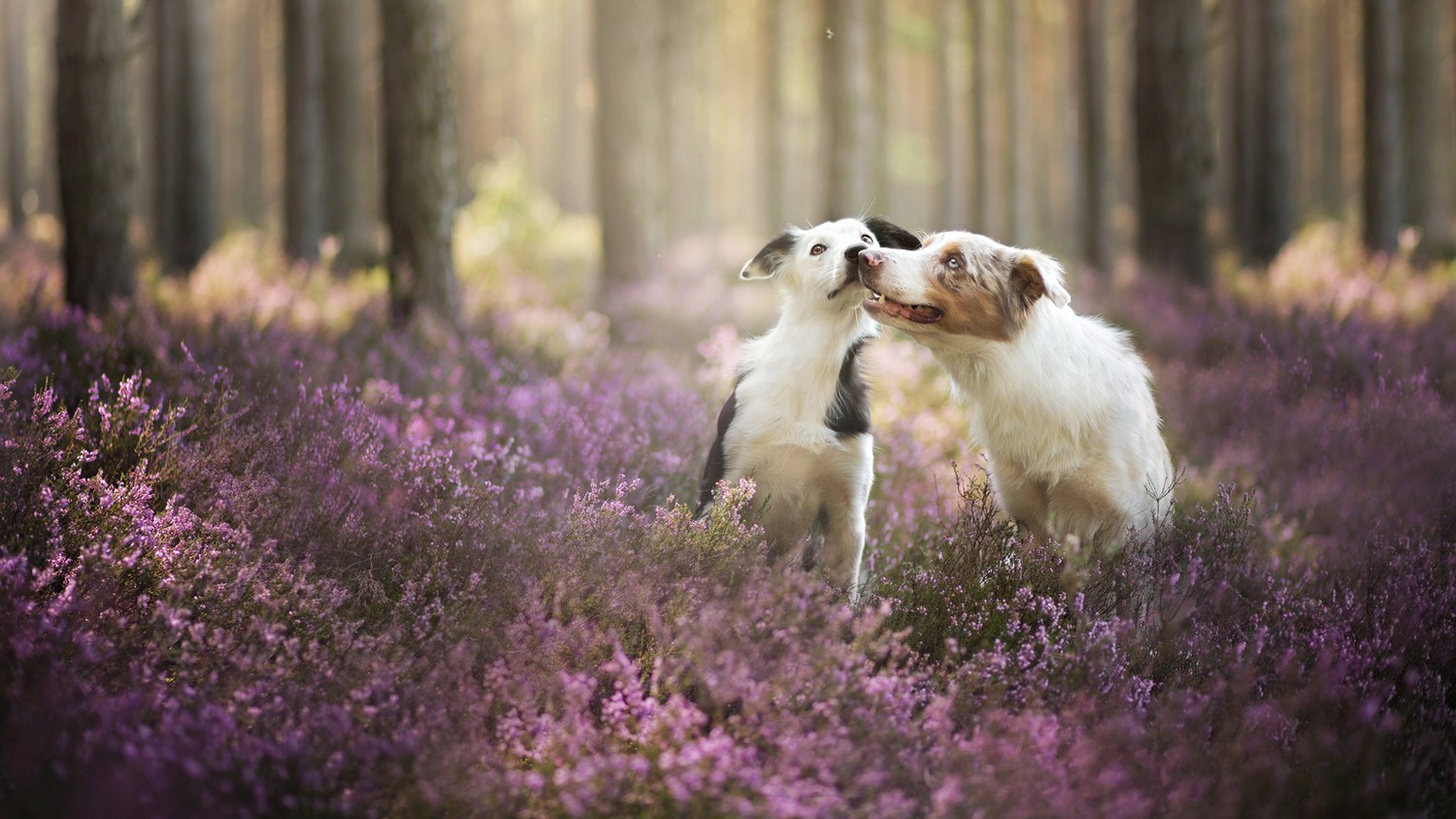 Enjoy Stunning Wallpapers of Border Collies Among Blooming Flowers