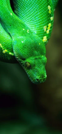 Explora la Belleza Vibrante de la Mamba Verde Occidental