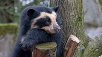 Découvrez Magnifiques fonds d'écran d'Ours Noir Américain